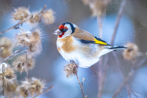 Photo European goldfinch bird, Carduelis carduelis, perched eating seeds in snow durin