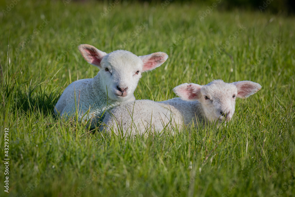 Gorgeous lamb laying together in field Gorgeous lamb laying together in field