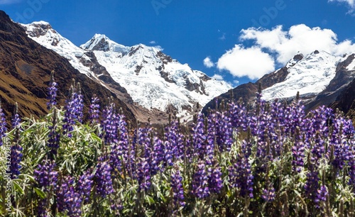 Mount Saksarayuq with Lupinus flowers, Andes mountains