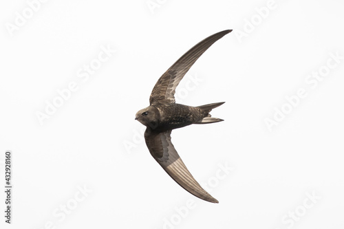 Common swift Apus apus, swallow bird in flight