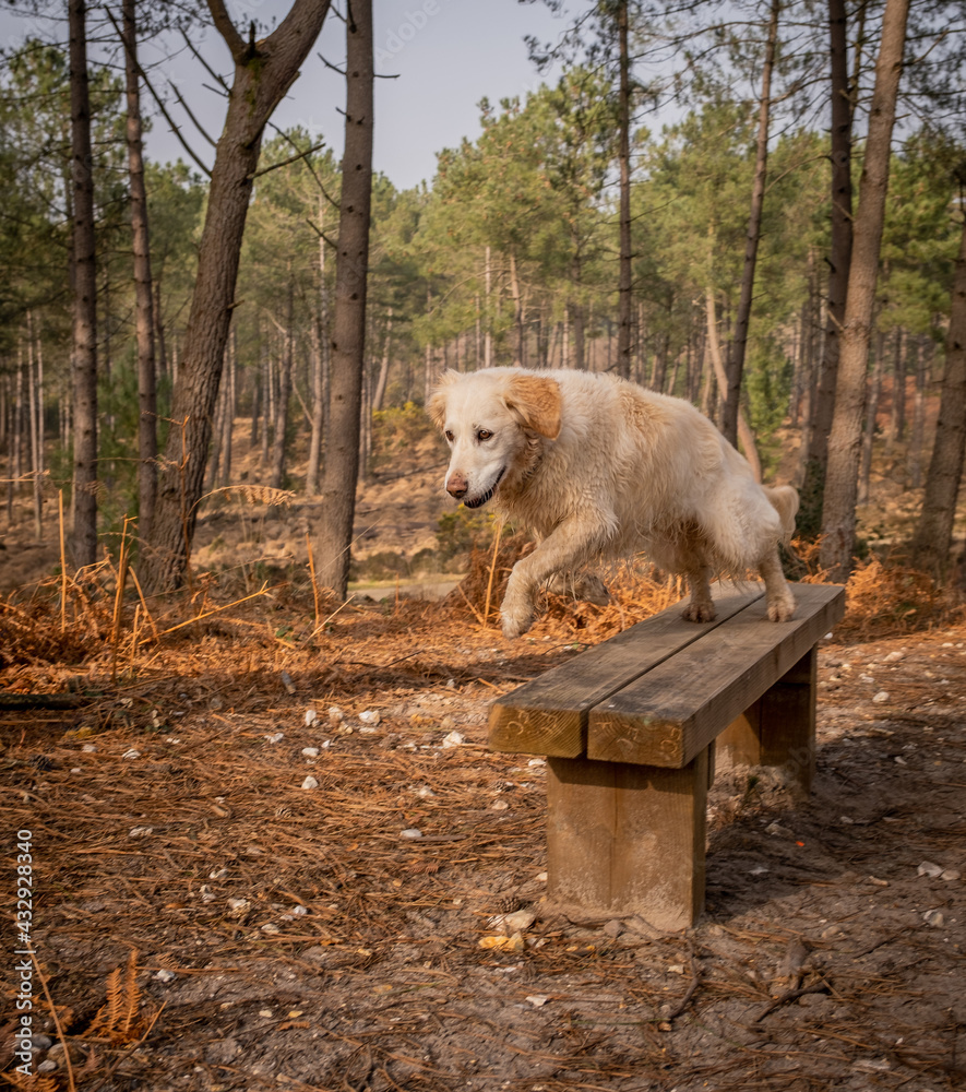 Obraz premium Pet golden retriever dog in the pine forest jumping off a bench seat