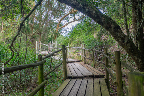 Beautiful wooden walkway in the middle of Forest