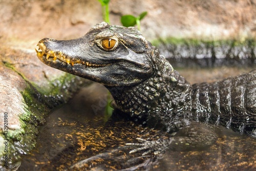 caiman waiting in the water for prey