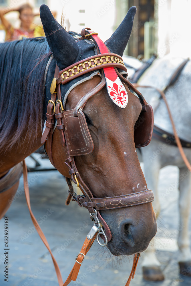 Obraz premium Horse head with coat of arms of Florence