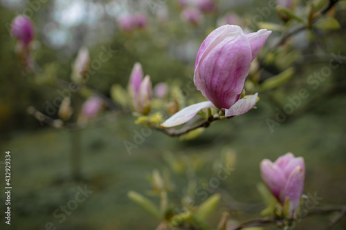 Magnolia Flower Blossom In Spring In Garden