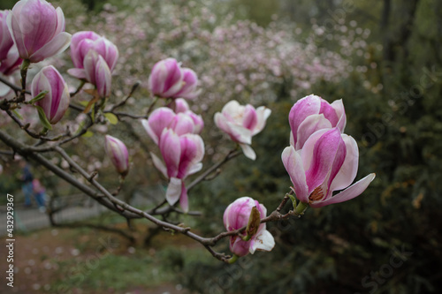 Magnolia Flower Blossom In Spring In Garden