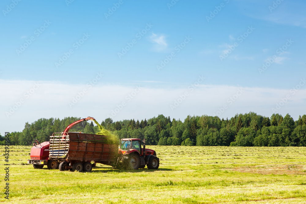 Hay harvesting in the field. The harvester collects the cut grass in the tractor trailer.