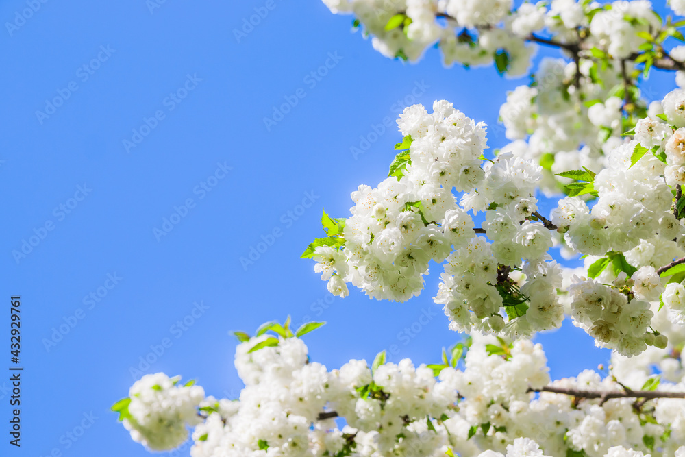 White cherry blossom sakura in spring time against blue sky for postcard or banner. Nature background. Soft focus. Beautiful floral spring abstract background of nature White cherry blossom sakura in spring time against blue sky for postcard or banner. Nature background. Soft focus. Beautiful floral spring abstract background of nature