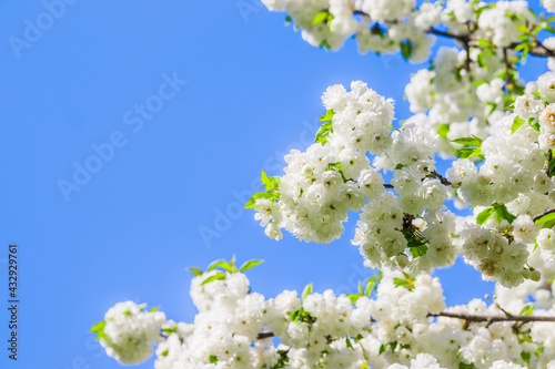 White cherry blossom sakura in spring time against blue sky for postcard or banner. Nature background. Soft focus. Beautiful floral spring abstract background of nature