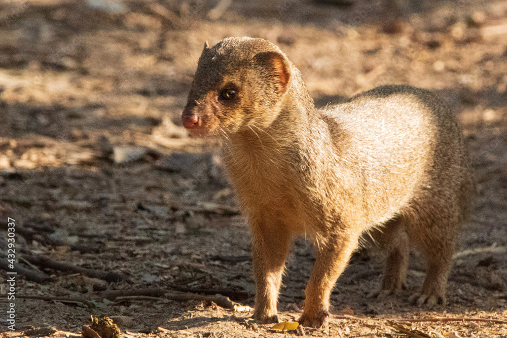 Fototapeta premium prairie dog eating