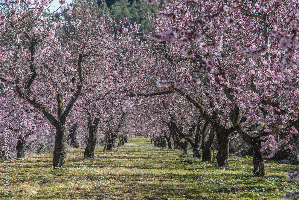 Obraz premium almond blossom, Alicante Province, Spain