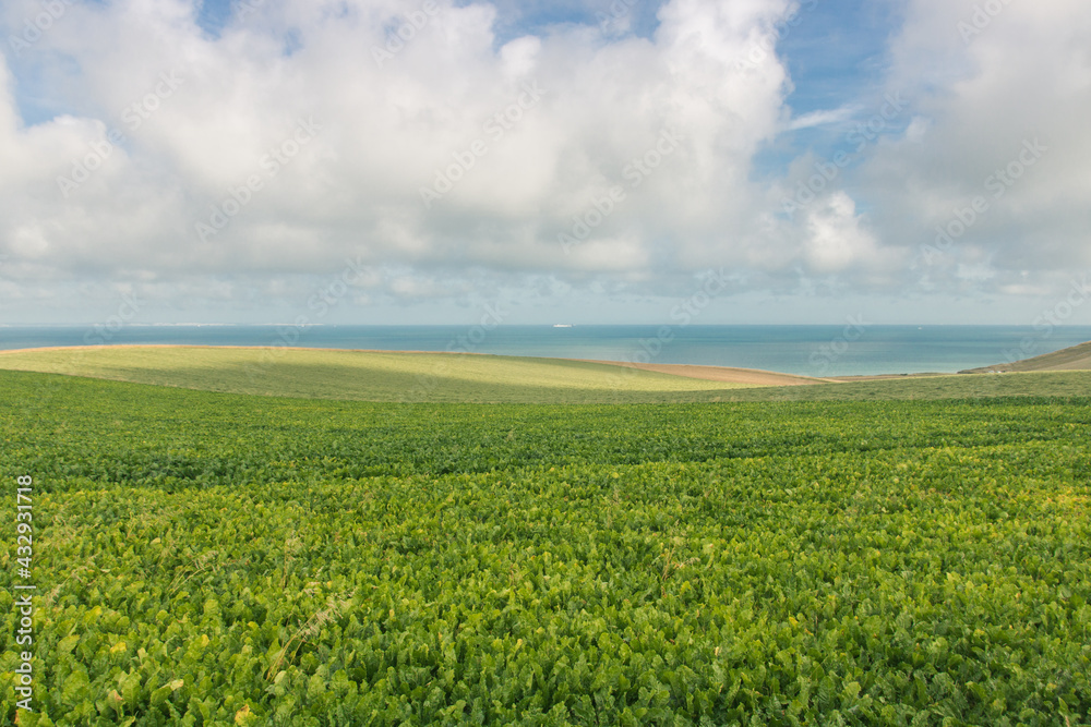 paysage du Pas-de-Calais et de la Côte d'Opale près d'Escalles en été le long de la Manche paysage du Pas-de-Calais et de la Côte d'Opale près d'Escalles en été le long de la Manche