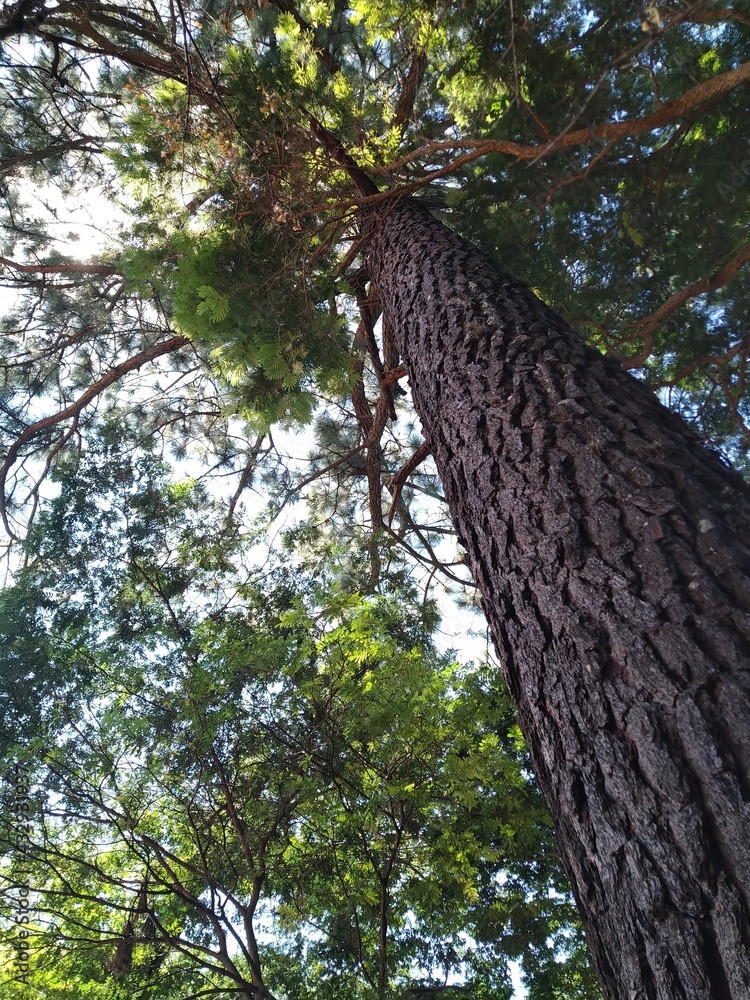 Fototapeta premium tree in the urban forest