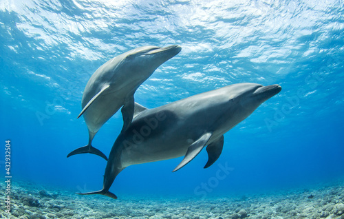 Fotografering dolphins in the blue