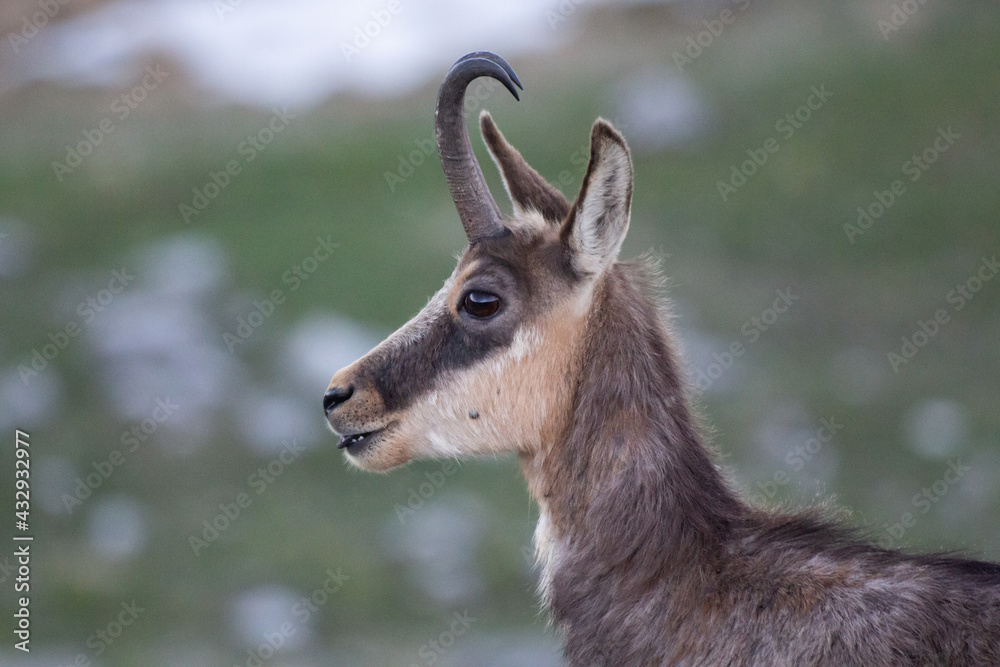 profilo di camoscio