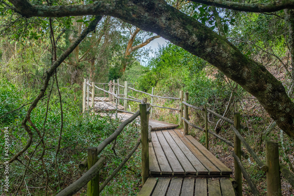 Beautiful wooden walkway in the middle of Forest Beautiful wooden walkway in the middle of Forest