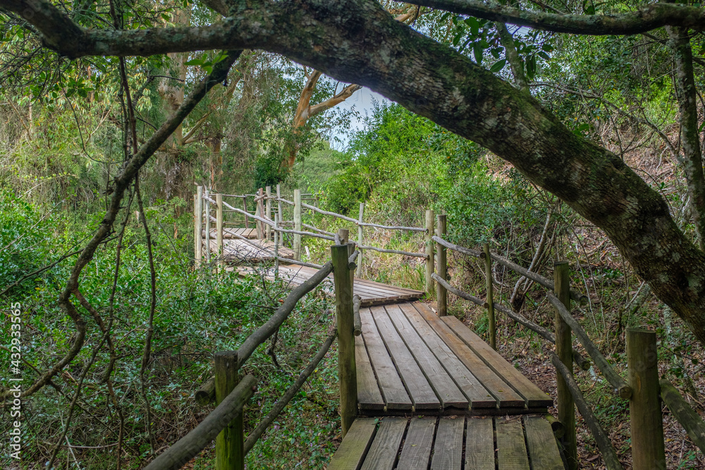 Fototapeta premium Beautiful wooden walkway in the middle of Forest