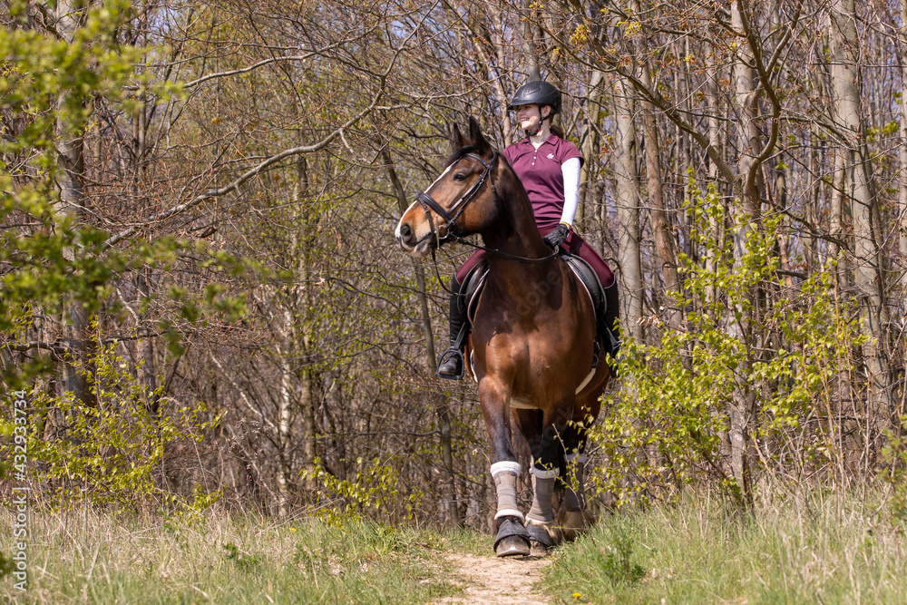 Reiterin und Pferd im Gelände Reiterin und Pferd im Gelände