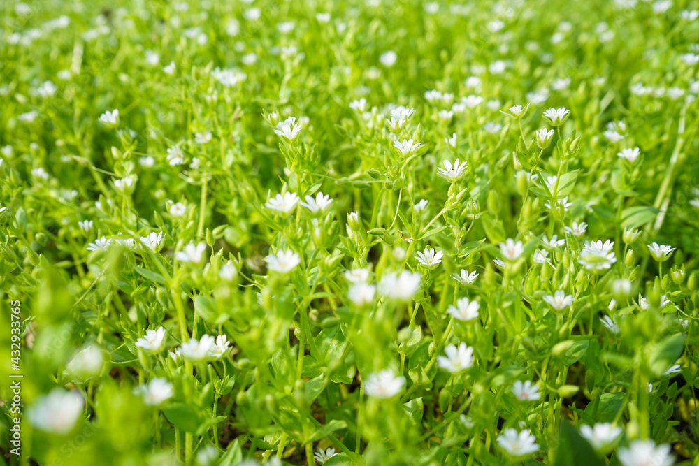 White spring wildflowers, white anemones, close-up White spring wildflowers, white anemones, close-up