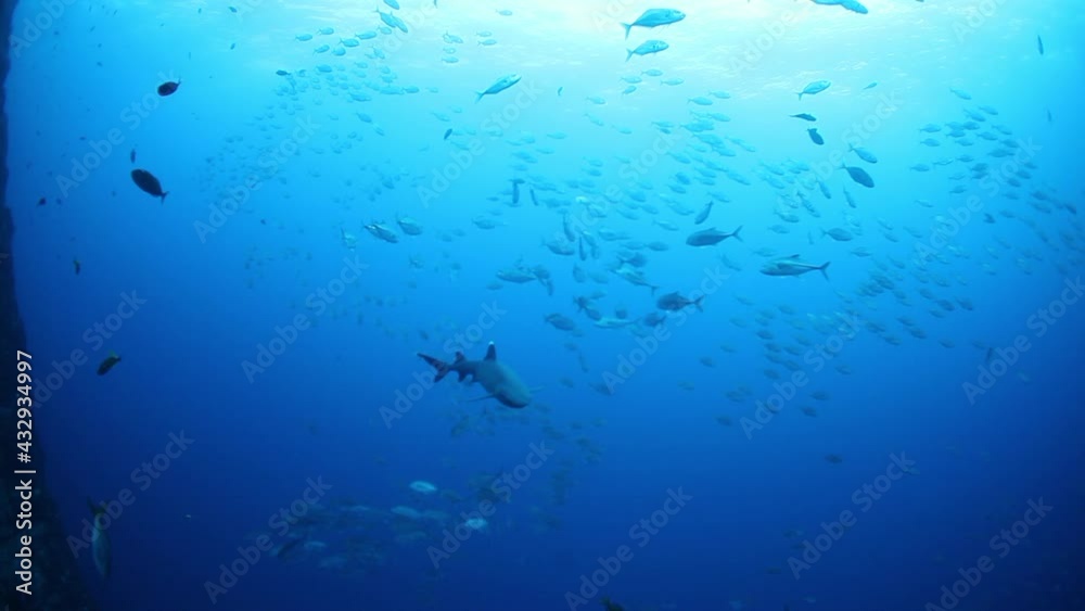 Gigantic Black Oceanic Birostris Manta Ray floating on a background of blue water in search of plankton. Underwater scuba diving. Shots it Mexico Socorro. Gigantic Black Oceanic Birostris Manta Ray floating on a background of blue water in search of plankton. Underwater scuba diving. Shots it Mexico Socorro.