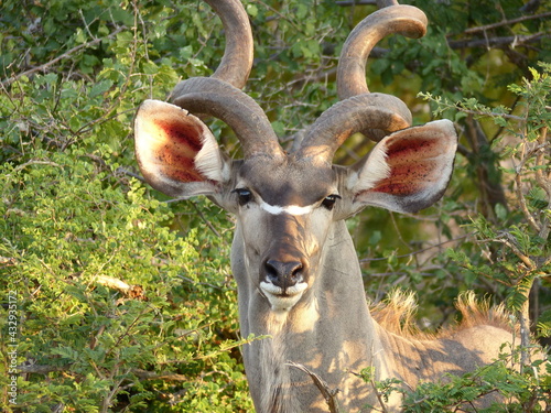 Portrait of a greater kudu male antelope in it's natural habitat in Kruger Park, South Africa.  photo