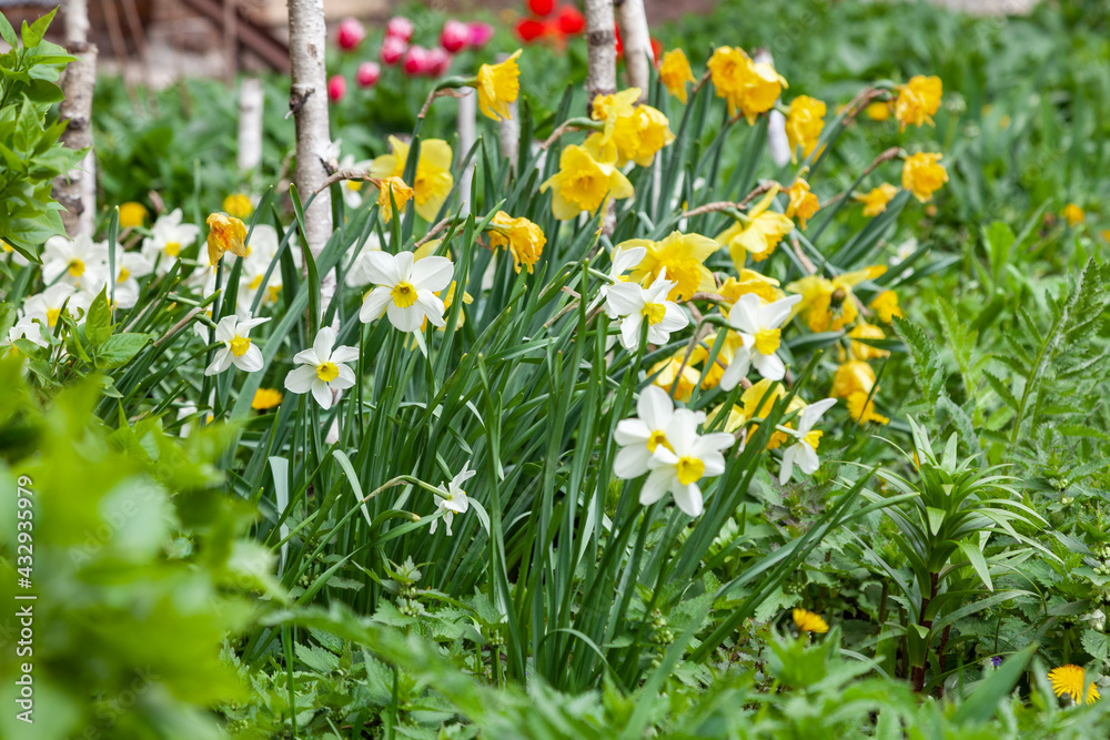 Fresh white and yellow daffodils grow in the garden