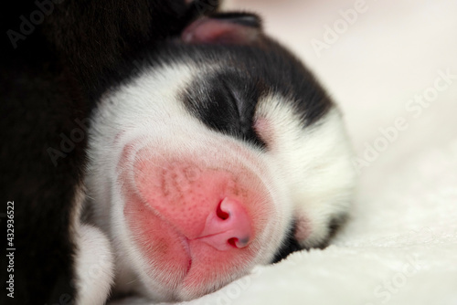 Close-up of the muzzle of a sleeping Siberian Husky puppy. Sleeping puppy on a white bedspread