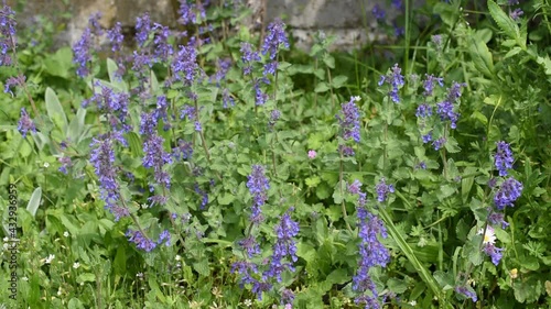 Blue flowers of catmint (Nepeta racemosa) swinging on the wind in the garden photo
