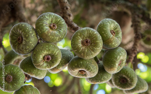 Tropical fruits. Closeup view of Ficus religiosa, also known as Sacred Fig, green and rounded fruits. 