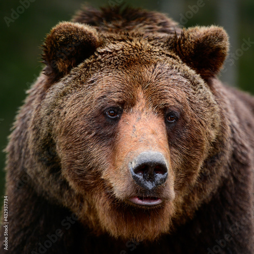 Brown bears in the wild, a large mammal after hibernation, a predator in the wild forest and wildlife.