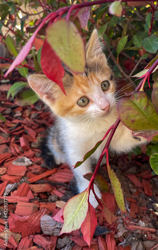 Gatos bebes en espacio rojo de plantas y bosque