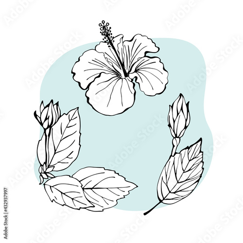 Hibiscus flower, bud and leaves as design elements. Hand drawn sketch style. Line art. Mallow Chinese Rose. Herbal tea. Hawaii. Tropical vector elements on colourful blobs .