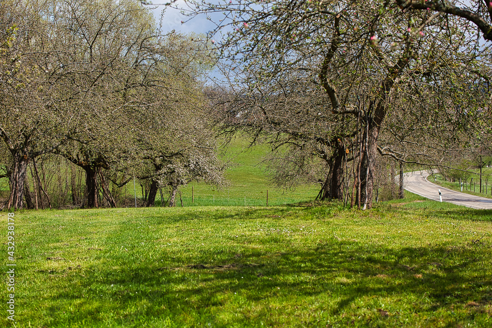 Frühling, Erwachen, Apfelbäume, Wiese, Grün