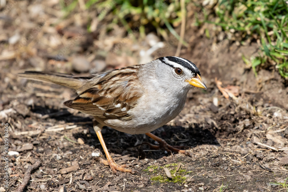 Beautiful White-Crowned Sparrow Forages For a Meal