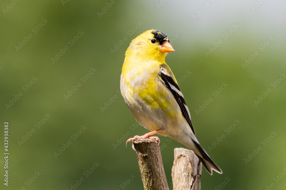 Handsome Male Goldfinch Perched on a Branch Handsome Male Goldfinch Perched on a Branch