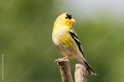 Handsome Male Goldfinch Perched on a Branch