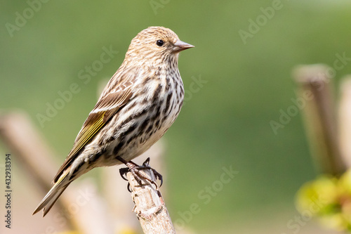 Pine Siskin Poses Prettily on a Sunny Day photo