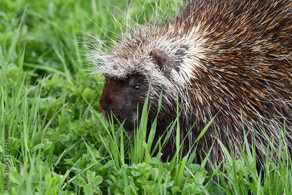 Naklejka premium Porcupine grazing in hay field
