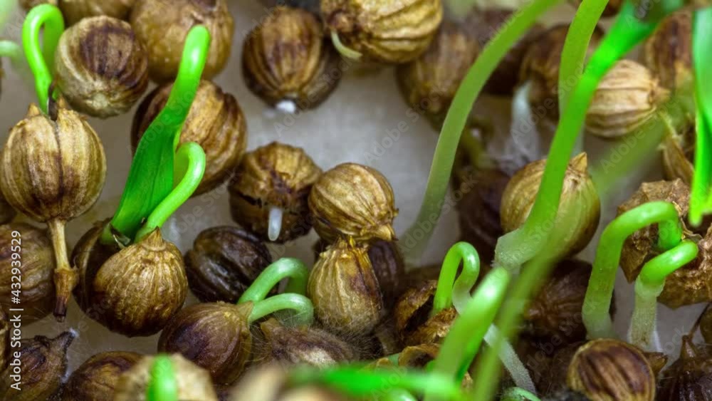 Macro footage of sprouting coriander and appearing new stems with