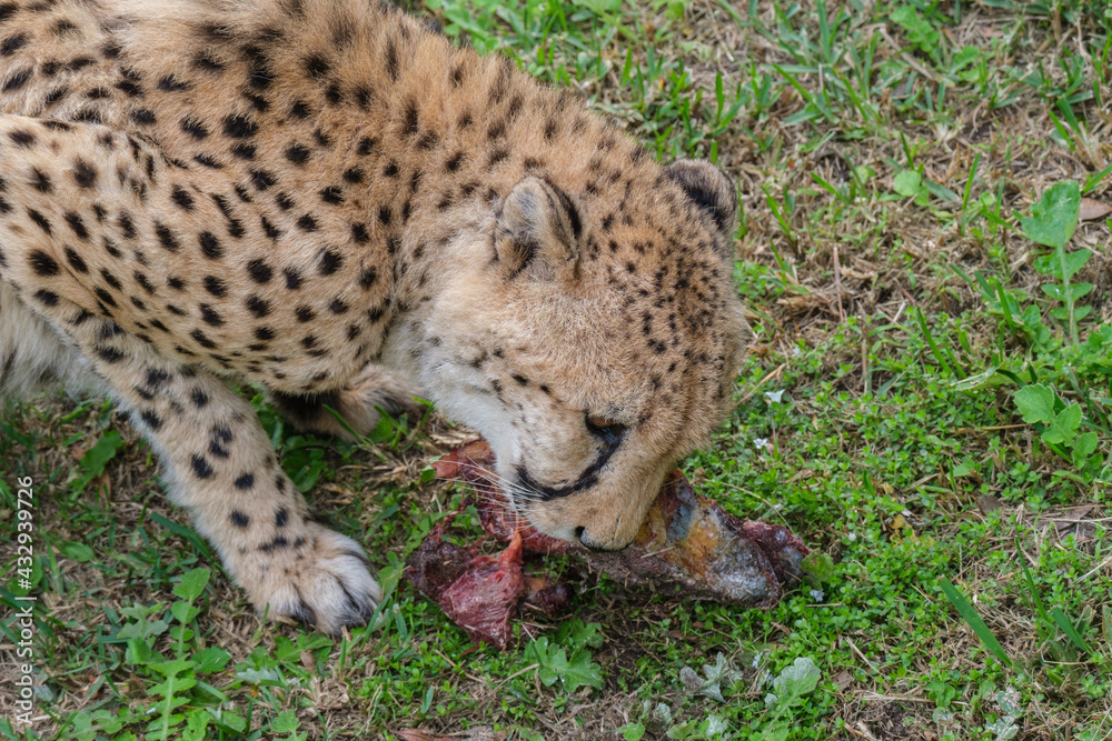 Obraz premium Cheetah feeding on a dead carcass 
