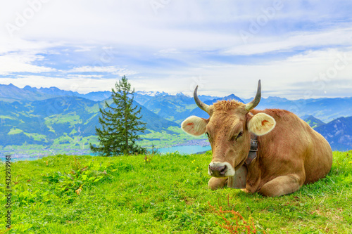 Fototapeta Naklejka Na Ścianę i Meble -  Brown cow with horns in alpine meadow along Rigi-Scheidegg railway trail looking at Swiss Alps, Schwyz basin, Lake Lucerne. Unterstetten village in Canton of Lucerne, Central Switzerland.