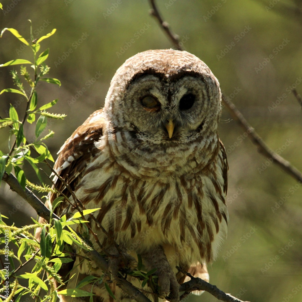 Fototapeta premium Barred owl
