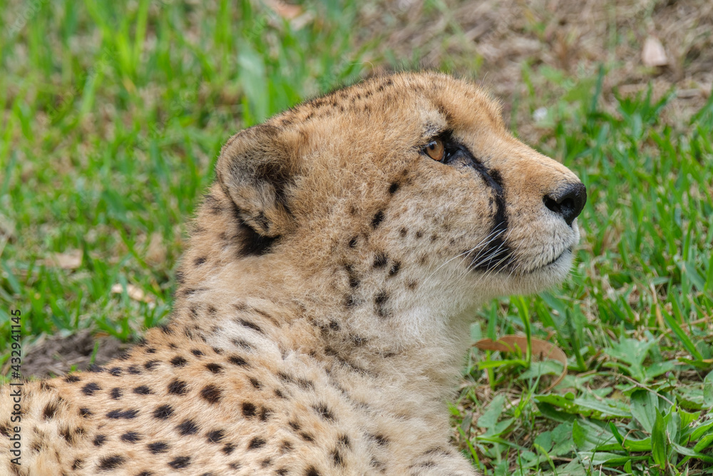 Portrait of Cheetah in the Nature Portrait of Cheetah in the Nature