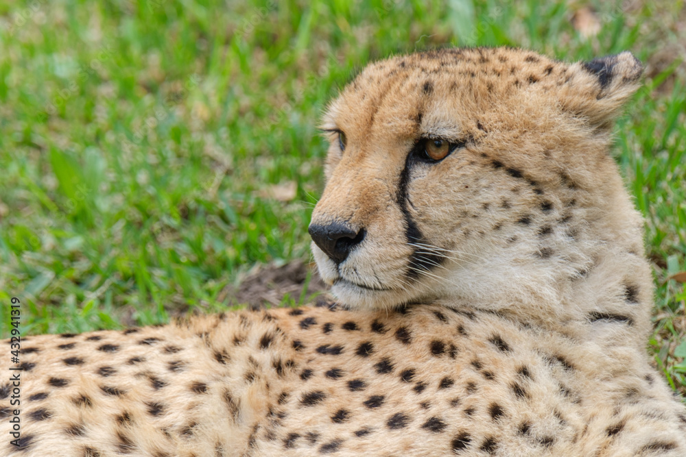 Portrait of Cheetah in the Nature Portrait of Cheetah in the Nature