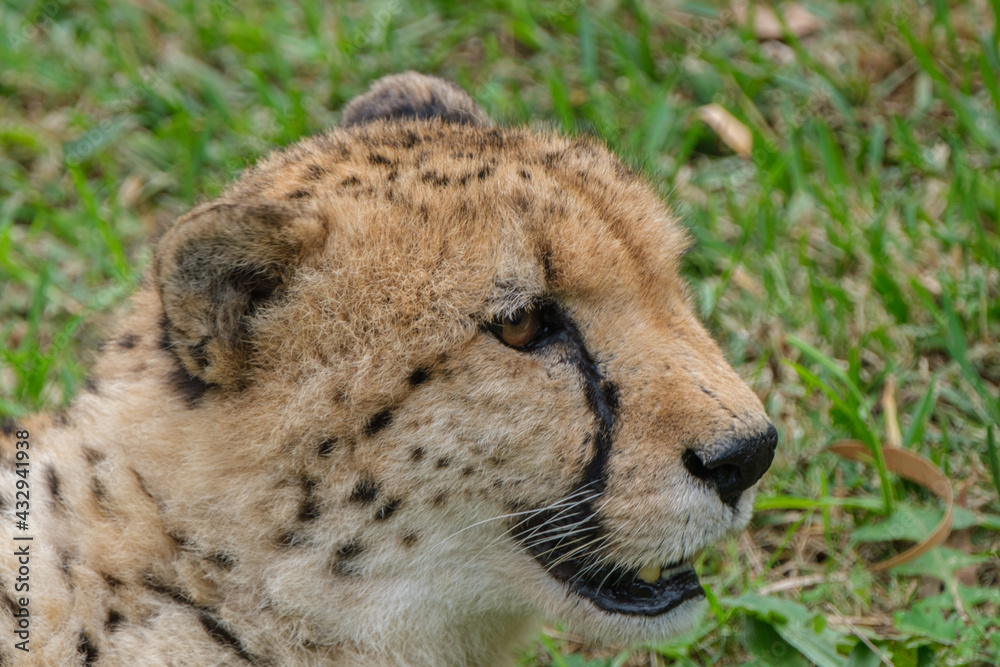 Portrait of Cheetah in the Nature Portrait of Cheetah in the Nature