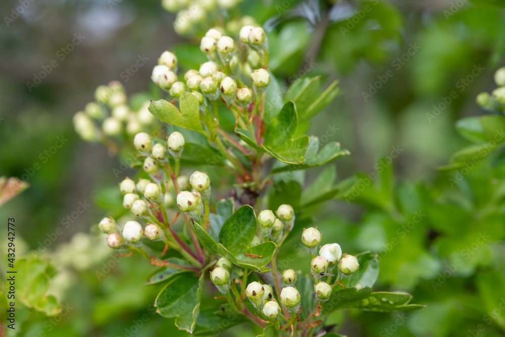 Close up of Hawthorn (crataegus monogyna) buds Close up of Hawthorn (crataegus monogyna) buds