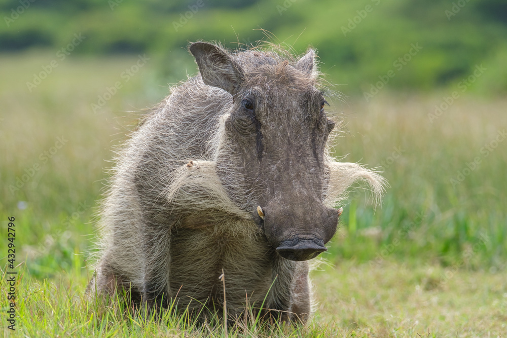 Portrait of warthog in the Nature Portrait of warthog in the Nature
