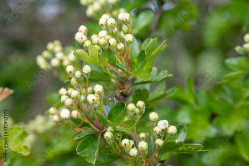 Close up of Hawthorn (crataegus monogyna) buds