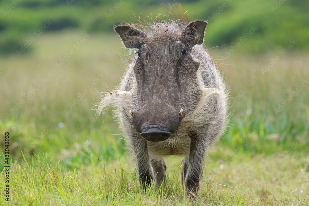 Portrait of warthog in the Nature Portrait of warthog in the Nature
