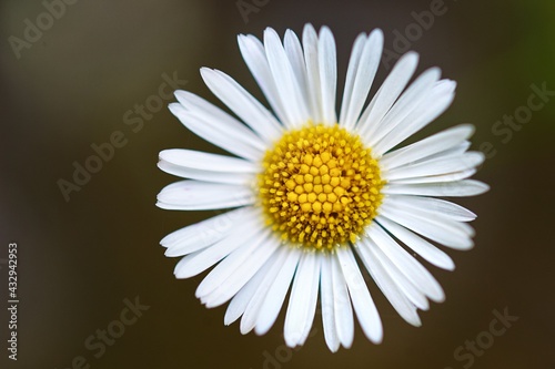 daisy flower closeup